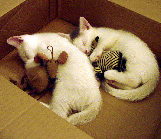 爱游戏平台-五大联赛争四大战是否比争冠更为激烈，五大联赛还是四大联赛