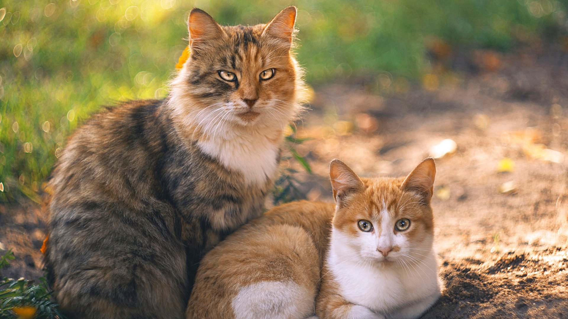 爱游戏娱乐网址-全民健身器材投放进乡村体育角，全民健身器材安装规定
