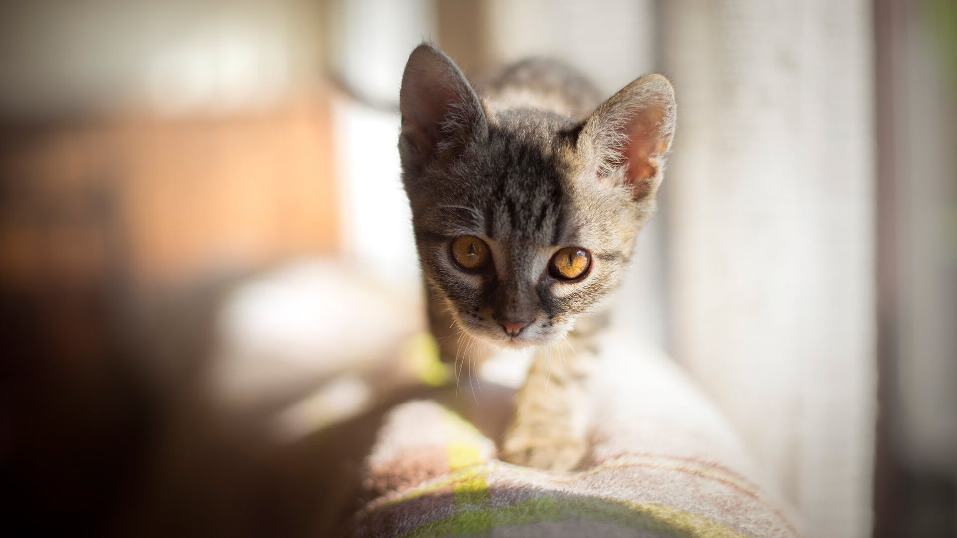 爱游戏综合娱乐-加拿大队未来目标：提升团体赛实力，争夺全球荣誉，加拿大队阵容