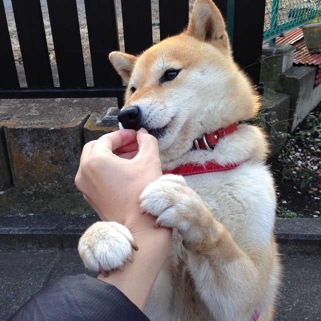 -球队节奏混乱时是否应暂停立刻调整，球队的规则