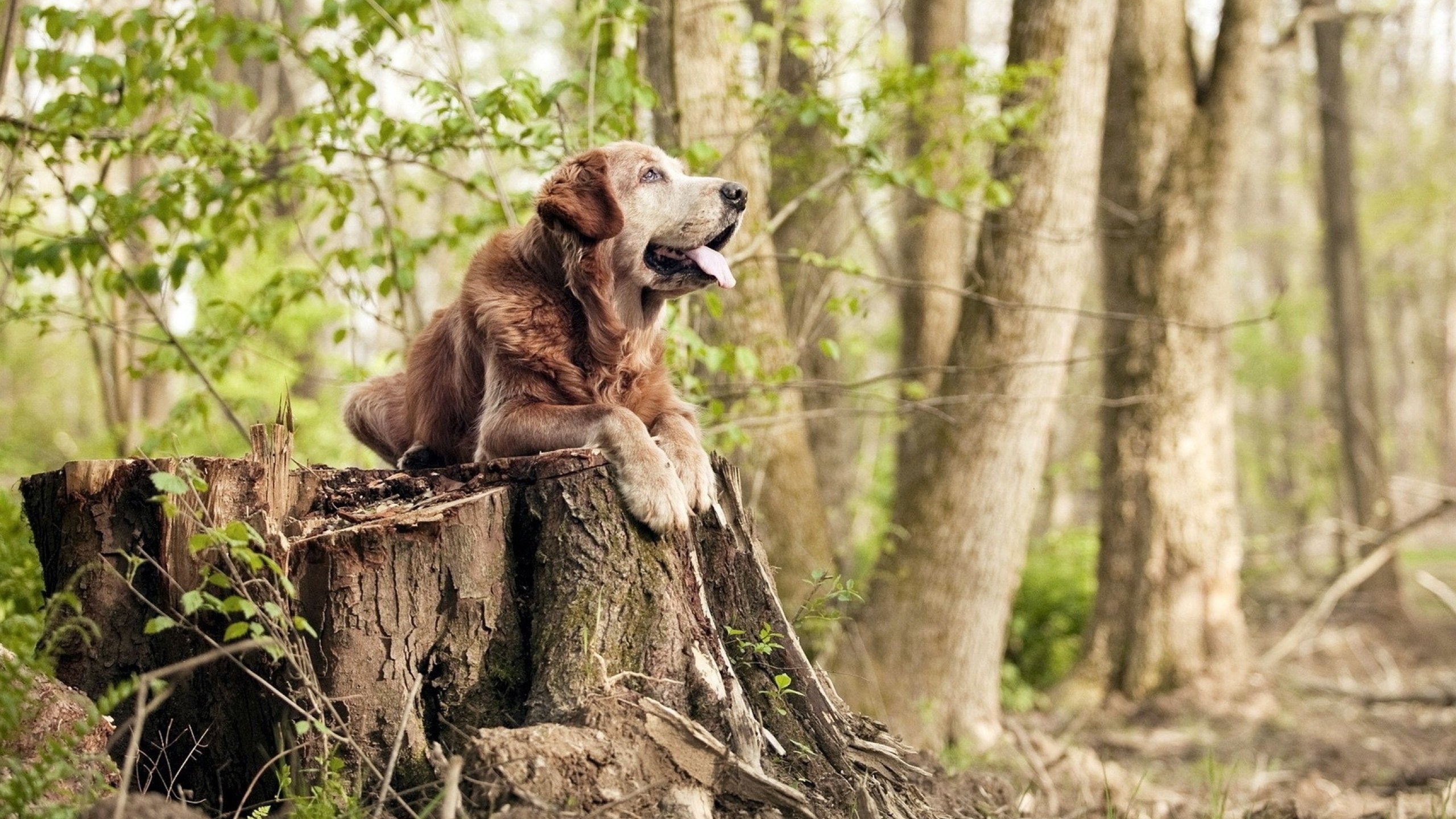 南非自由泳强将状态正佳,南非游泳