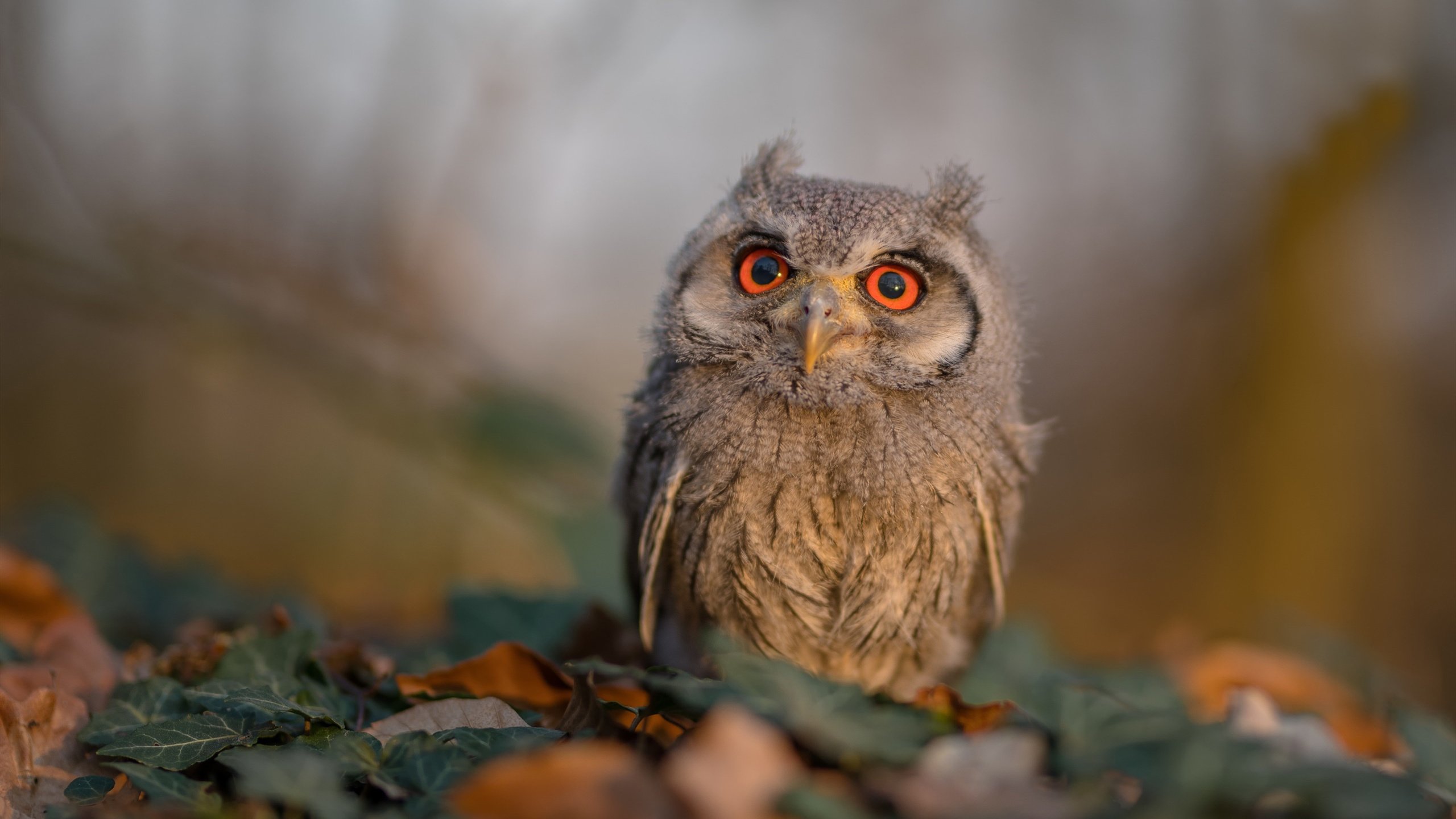 AIYOUXI.COM-塞尔·拉恩：他用不可思议的爆发力成为全黑队外线的“主力”