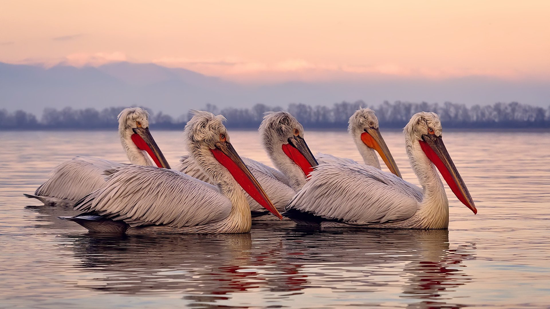 库里慈善拍卖球衣所得全额捐赠,库里捐款总额