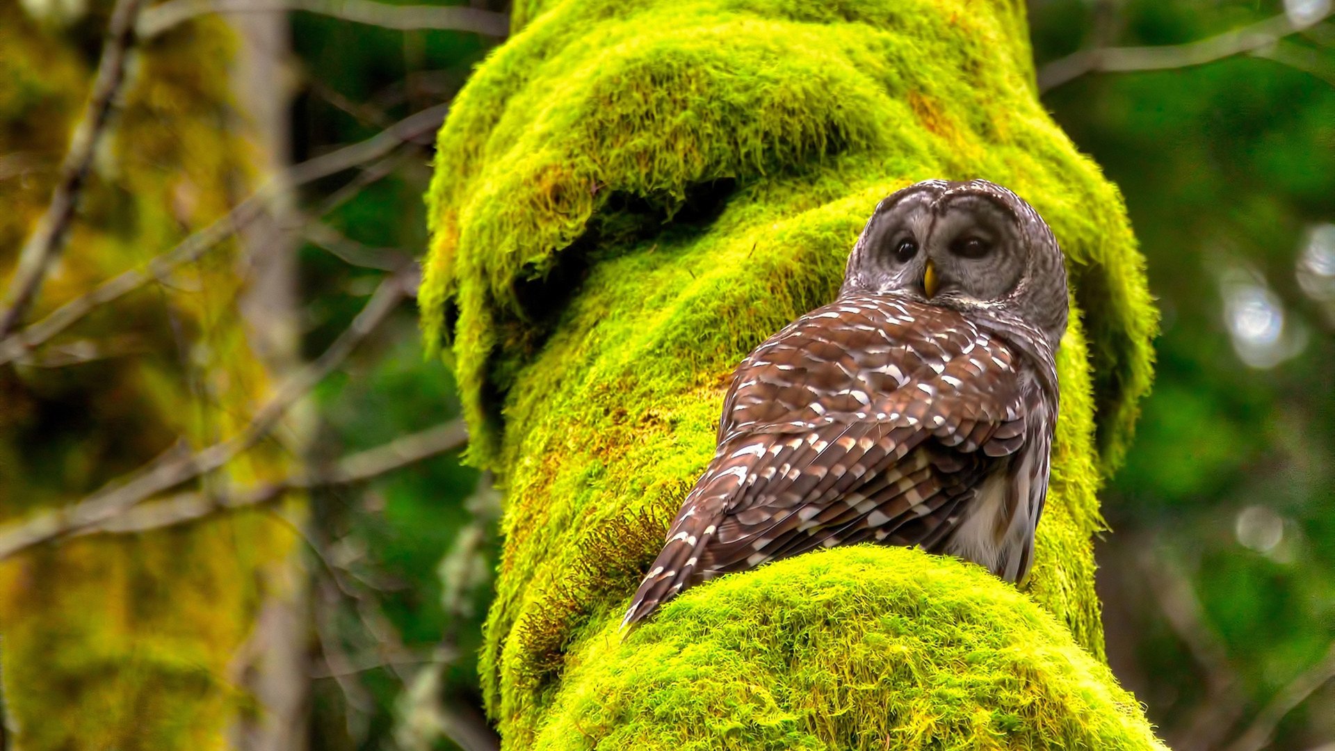 美洲杯明星集体闪耀：突破、精彩、狂欢！，美洲杯巨星