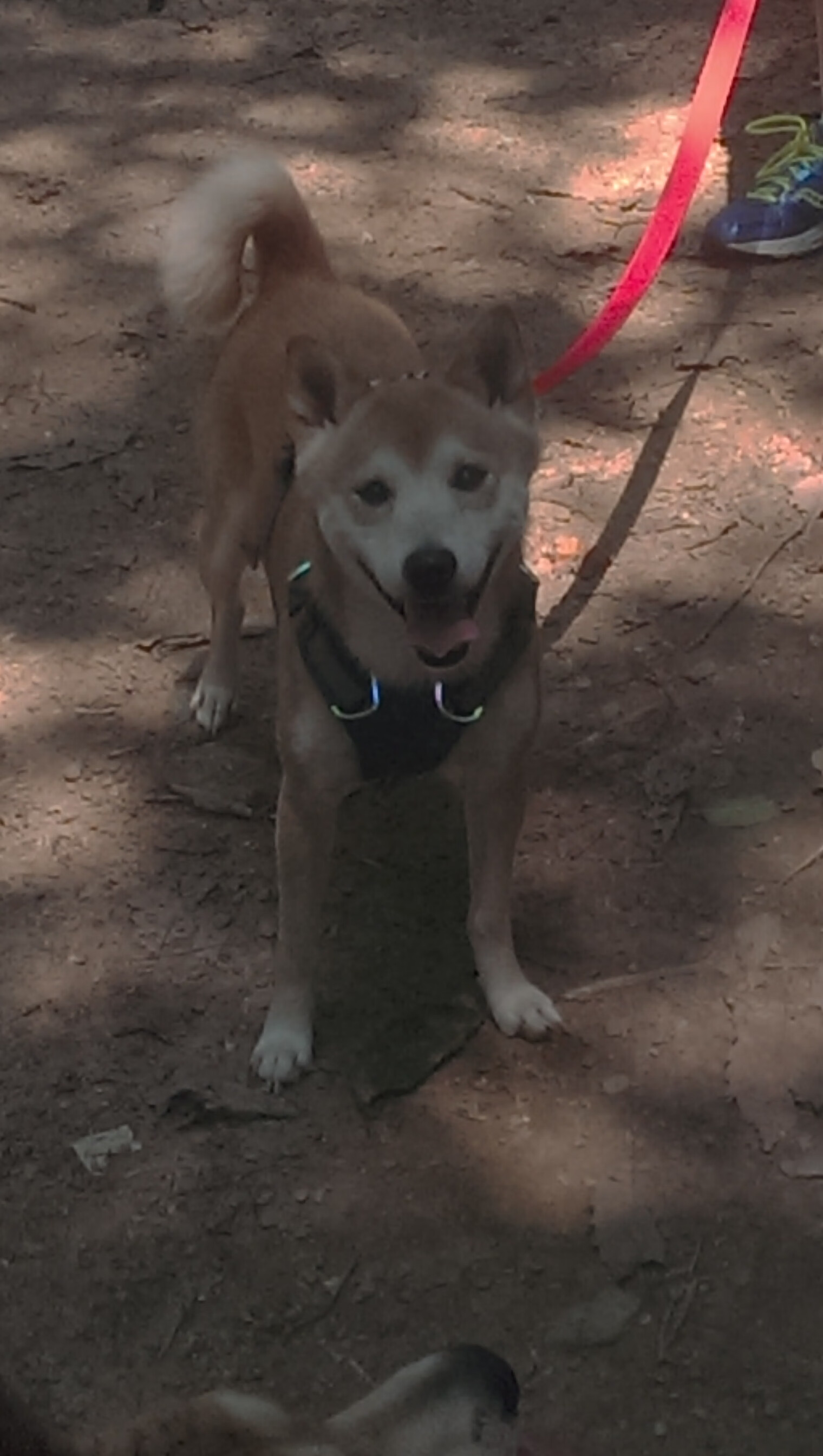 爱游戏官方-青少年球员转会制度改革确保成长路径不被中断，青少年球员注册